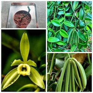 Vanilla Plant Air Rooted Plant Cuttings  Ready to Grow  cuttings..(01 - 06 )01 Free  . New From SriLanka..