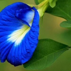Blue Clitoria Ternatea 10 Seeds, Rare!