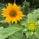 Apricot Daisy Sunflower Seeds, Apricot Sunflowers, 6' Branching Variety  25 Seeds // Non-GMO, helianthus annuus