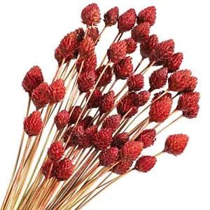 60 Pcs Red Dried Flowers for Vase Bouquet Bulk 16" Mini Billy Ball Flowers