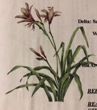 NEW Lifelike Flower LA STENCILWORKS ?#632 Day Lily ?STENCIL Wall Decor