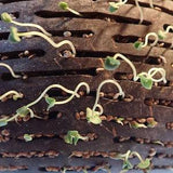 Bali coconut planter set of 2 or 4 per order perfect for indoor or outdoor orchids, succulents, veggies, or herbs