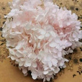 Natural Preserved Hydrangea Flower Eternal Floral Wedding Decor Materials 20g