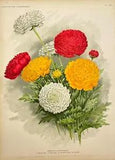 NEW LISTINGAntique Botanical Print - Flower Art - Ranunculus Africanus - Goffart