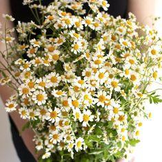 Feverfew Chamomile Flower Flower Delivery