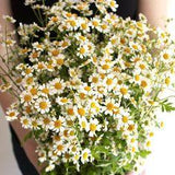 Feverfew Chamomile Flower Flower Delivery