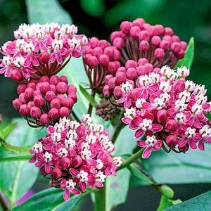 100 Swamp Milkweed Flower Seeds.