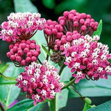 100 Swamp Milkweed Flower Seeds.