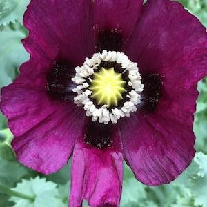 Izmir Lauren's Grape Poppy (1000+ seeds)