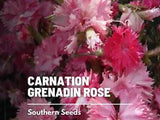 Carnation, Grenadin Rose - 25 Seeds (Dianthus carophyllus)