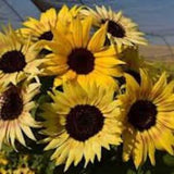 Tinies Sunflower Mix seeds 15 count