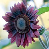 15 seed Stunning ProCut Red Sunflower Seed