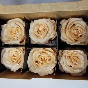 Pack of 6 MEDIUM Ecuadorian Preserved Rose Heads, Forever Roses,  Real Long-lasting Roses for DIY Rose Boxes, Bouquets, Flower Arrangements