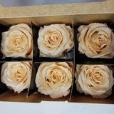 Pack of 6 MEDIUM Ecuadorian Preserved Rose Heads, Forever Roses,  Real Long-lasting Roses for DIY Rose Boxes, Bouquets, Flower Arrangements