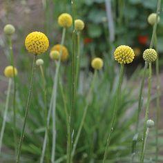 Flowers | Shop Flower Seed Flower Delivery
