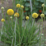 Flowers | Shop Flower Seed Flower Delivery