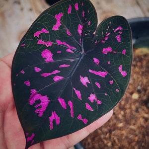 CA54.S7 Caladium Kaladie 5 grain