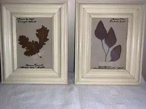 2 Framed pressed leaf pictures-Italian Oak & Red Eucalyptus 10.5" x 8.5"