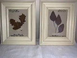 2 Framed pressed leaf pictures-Italian Oak & Red Eucalyptus 10.5" x 8.5"