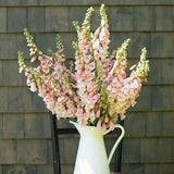 50 Apricot Beauty Flower Seeds / English Garden / Wildflower / Cottage / Vintage / Elegant / Vintage Flower