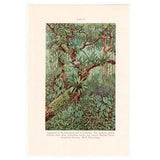 c. 1934 SUBTROPICAL FOREST lithograph - original vintage print ? botanical print - plant print - tropical flora print - orchids ferns trees