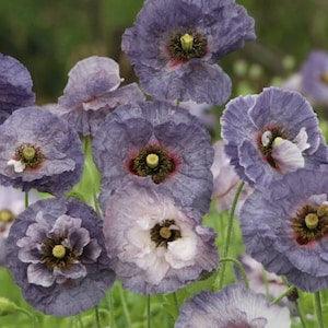 50+  seeds / Amazing Grey Poppy Seeds / Papaver rhoeas / Delicate Lovely Flower/ Cottage Garden Flower/ (W2)C