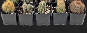 5 count Cactus Holiday DIY Gift Kit Christmas Stocking Stuffer