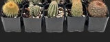 5 count Cactus Holiday DIY Gift Kit Christmas Stocking Stuffer