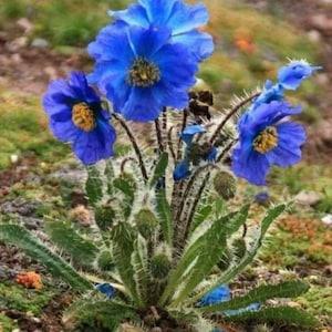 PRICKLY BLUE POPPY Meconopsis horridula Himalayan Papaver, 10 Seeds