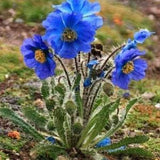 PRICKLY BLUE POPPY Meconopsis horridula Himalayan Papaver, 10 Seeds