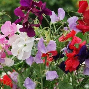 30+ Royal Sweet Pea Mix Flower Seed-Lathyrus Odoratus-B220-Royal Family Mix-Beautiful Vining plant-Excellent for Bouquet-Seductive Fragrance