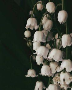 Lily of the valley meaning: discover the symbols and the history behind it Flower Delivery
