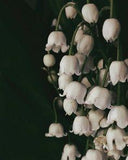Lily of the valley meaning: discover the symbols and the history behind it Flower Delivery