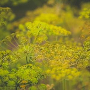 Mammoth Dill Seed Pack - Heirloom seeds