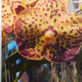 Orchid Vanda Christine Morales Leopar #527 Hanging Plants