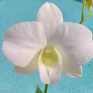 Dendrobium orchid Bloom size live plant- white flower