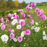 20 Cosmos Cupcakes Blush Flower Seed Mix / Cosmos bipinnatus / English Garden / Wildflowers / Cottage / Bouquet Flowers / Wedding Flowers