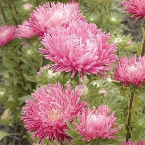 Aster Jewelaster Rose Semi-Dwarf flower seed 50