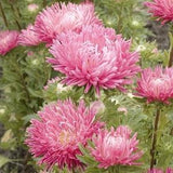 Aster Jewelaster Rose Semi-Dwarf flower seed 50