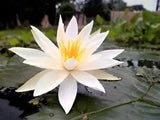 Nymphaea Pubescens White 15 Seeds, Hairy Water Garden Lily For Aquarium Ponds