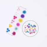 36PCS Real Pressed Dry Mixed flowers collection, 12 colors FCD504 #13