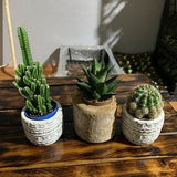 Handmade Cactus pot And Cactus