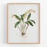 Yellow orchid flower botanical print / vintage print / botanical print / art print / orchid print / flower art / wall decor / tropical art