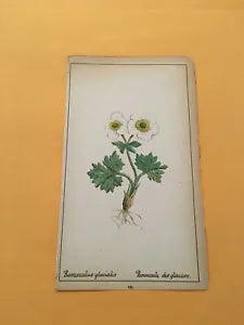 KS) 1878 Botanique Pratique Ranunculus Glacialis Original Flower Colored Print