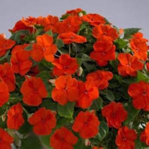 50+ Impatiens Busy Lizzie Orange Flower Seeds-Impatiens Walleriana-Jewelweed-Touch-me-not Flower-Bright and Cheerful Annual -B213