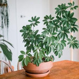 Exotic Umbrella Tree 20 Seeds