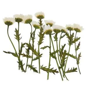 12pcs Real Pressed Dried Flower Card Making Scrapbooking Embellishment Decor