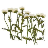 12pcs Real Pressed Dried Flower Card Making Scrapbooking Embellishment Decor