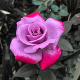 Purple red roses flower seeds - 20 seeds - code 825