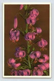 Postcard Purple Martagon Lily Flower Thor Gyger Stehli Series 1940s Unposted